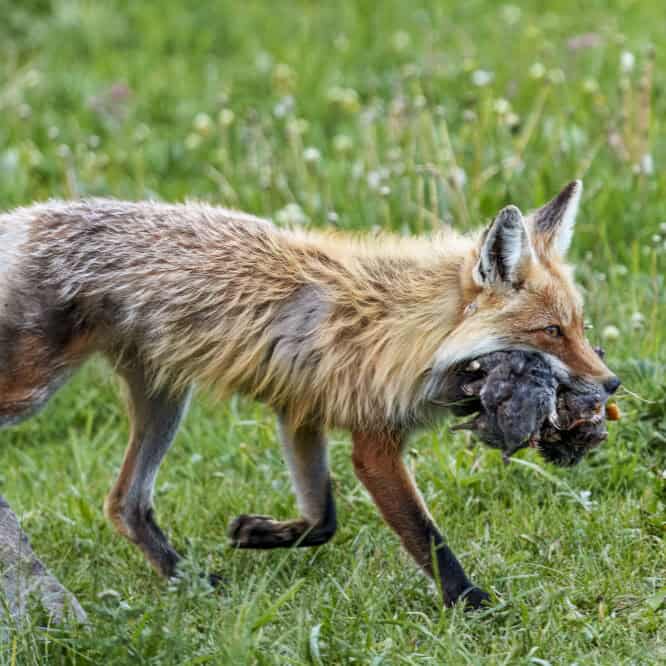 Now that’s a Mouthful The annual Yellowstone 4th of July rodent eating contest is off to a strong start. Photographed in Northeastern Yellowstone on June 29th 2024 by Scott Brovsky, Big Sky Wildlife.