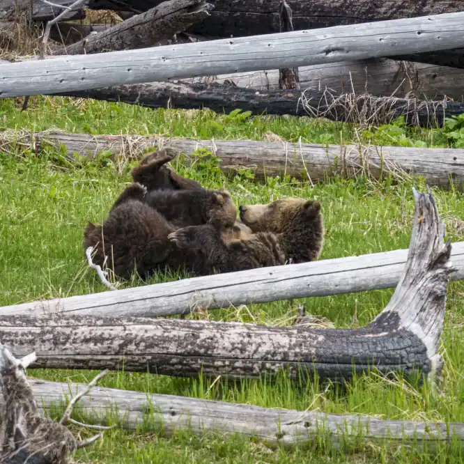The Grizzly mom known as Raspberry breastfeeds her Coy (Cub of the Year) at Yellowstone Lake on June 7th 2024.