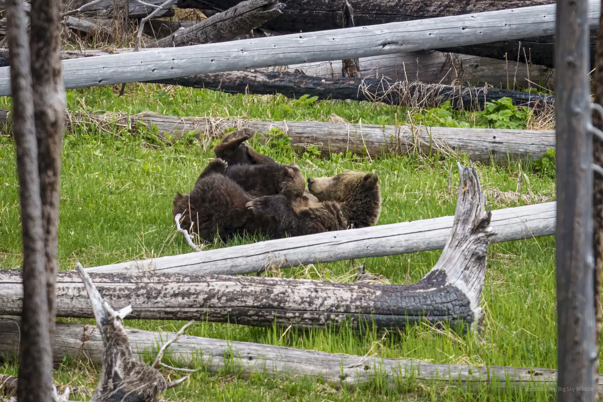 The Grizzly mom known as Raspberry breastfeeds her Coy (Cub of the Year) at Yellowstone Lake on June 7th 2024.