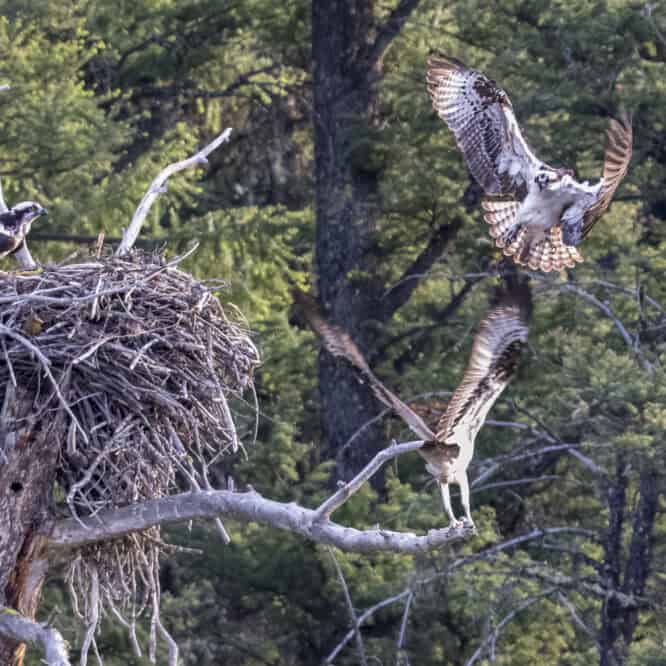 An Osprey comes in for an attack of a nesting pair of Osprey with chicks in the nest. The adult at the bottom of the photo sprung into action and chased the invader off. Photographed June 15th in Yellowstone.