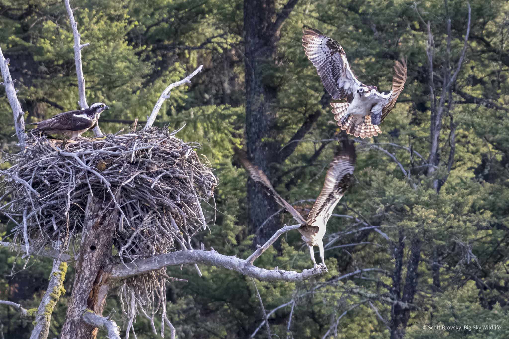 An Osprey comes in for an attack of a nesting pair of Osprey with chicks in the nest. The adult at the bottom of the photo sprung into action and chased the invader off. Photographed June 15th in Yellowstone.