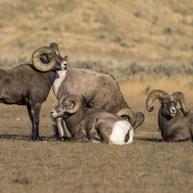 Bighorn Rams rest during the rut outside of Gardiner Montana in November 2023.