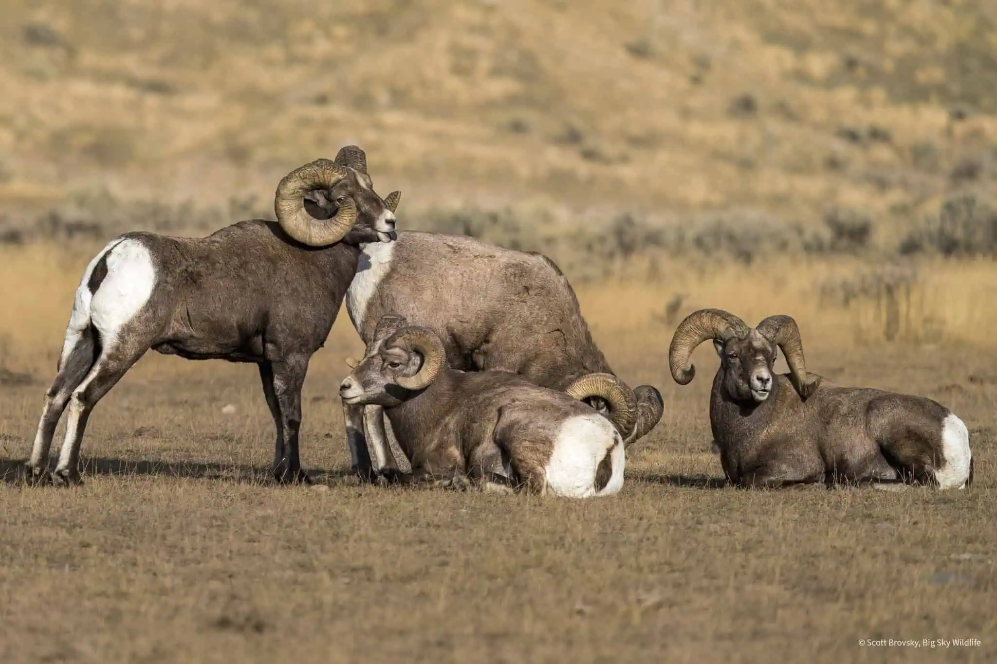Bighorn Rams rest during the rut outside of Gardiner Montana in November 2023.