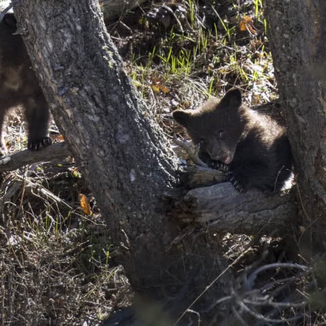 A tiny Black Bear cub is being cute while her sibling looks downhill for mom. Photographed May 10th in Yellowstone not long after these 2 Coys (Cubs of the year) came out of their den.