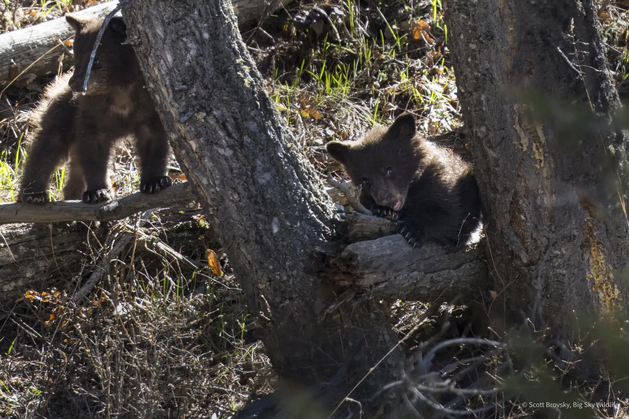 A tiny Black Bear cub is being cute while her sibling looks downhill for mom. Photographed May 10th in Yellowstone not long after these 2 Coys (Cubs of the year) came out of their den.