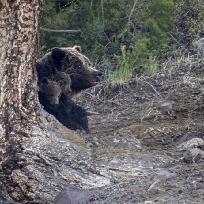 A Grizzly mom and her 2 Coys (cubs of the year) peer out from behind a large pine tree after an afternoon nap in Lamar Valley, Yellowstone. Photographed May 27th 2024.