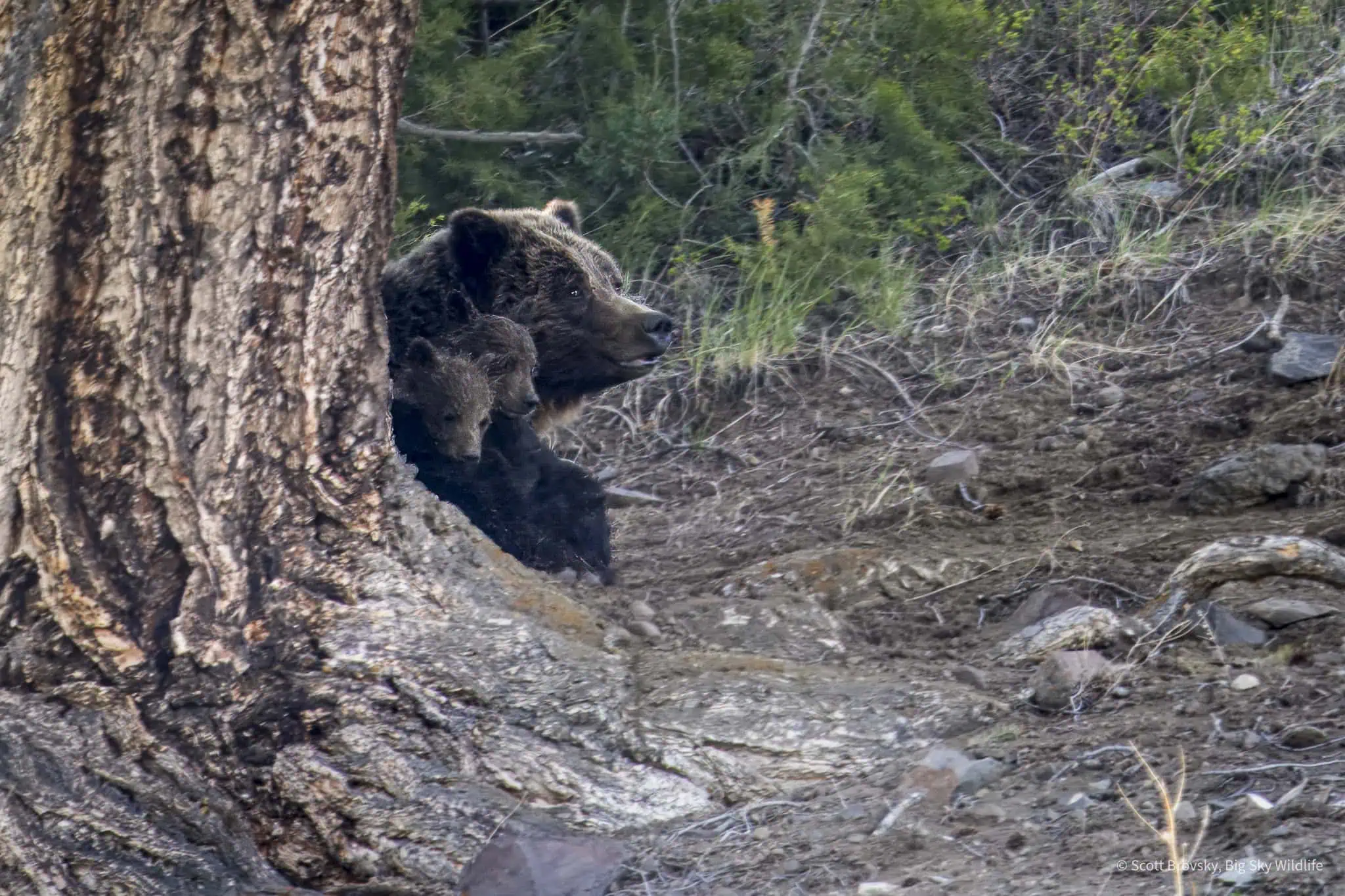 A Grizzly mom and her 2 Coys (cubs of the year) peer out from behind a large pine tree after an afternoon nap in Lamar Valley, Yellowstone. Photographed May 27th 2024.