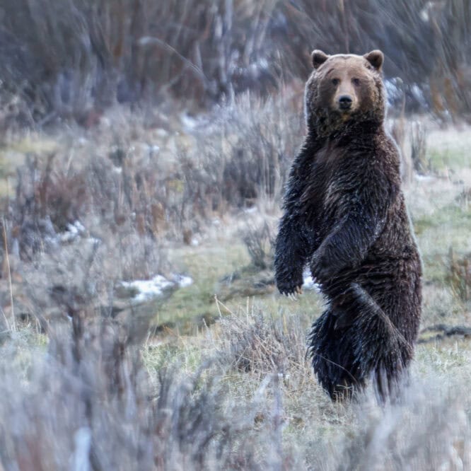 Grizzly boar stands after crossing Soda Butte Creek. I had watched him for an hour. This is the moment he first noticed me. He stood up, then dropped down and ran back into the tree cover of the confluence of the Lamar River and Soda Butte Creek. Photographed May 1st 2024.