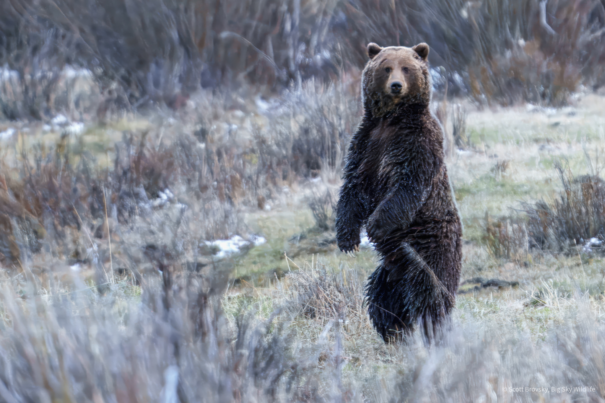 Grizzly boar stands after crossing Soda Butte Creek. I had watched him for an hour. This is the moment he first noticed me. He stood up, then dropped down and ran back into the tree cover of the confluence of the Lamar River and Soda Butte Creek. Photographed May 1st 2024.