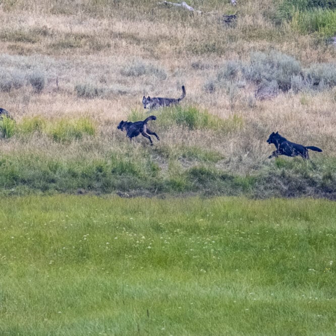 Part of the Junction Butte pack including the Alpha male (the wolf with his tail up) chase a Grizzly away from a Bull Bison carcass at dusk in Yellowstone. Photographed July 30th 2024.