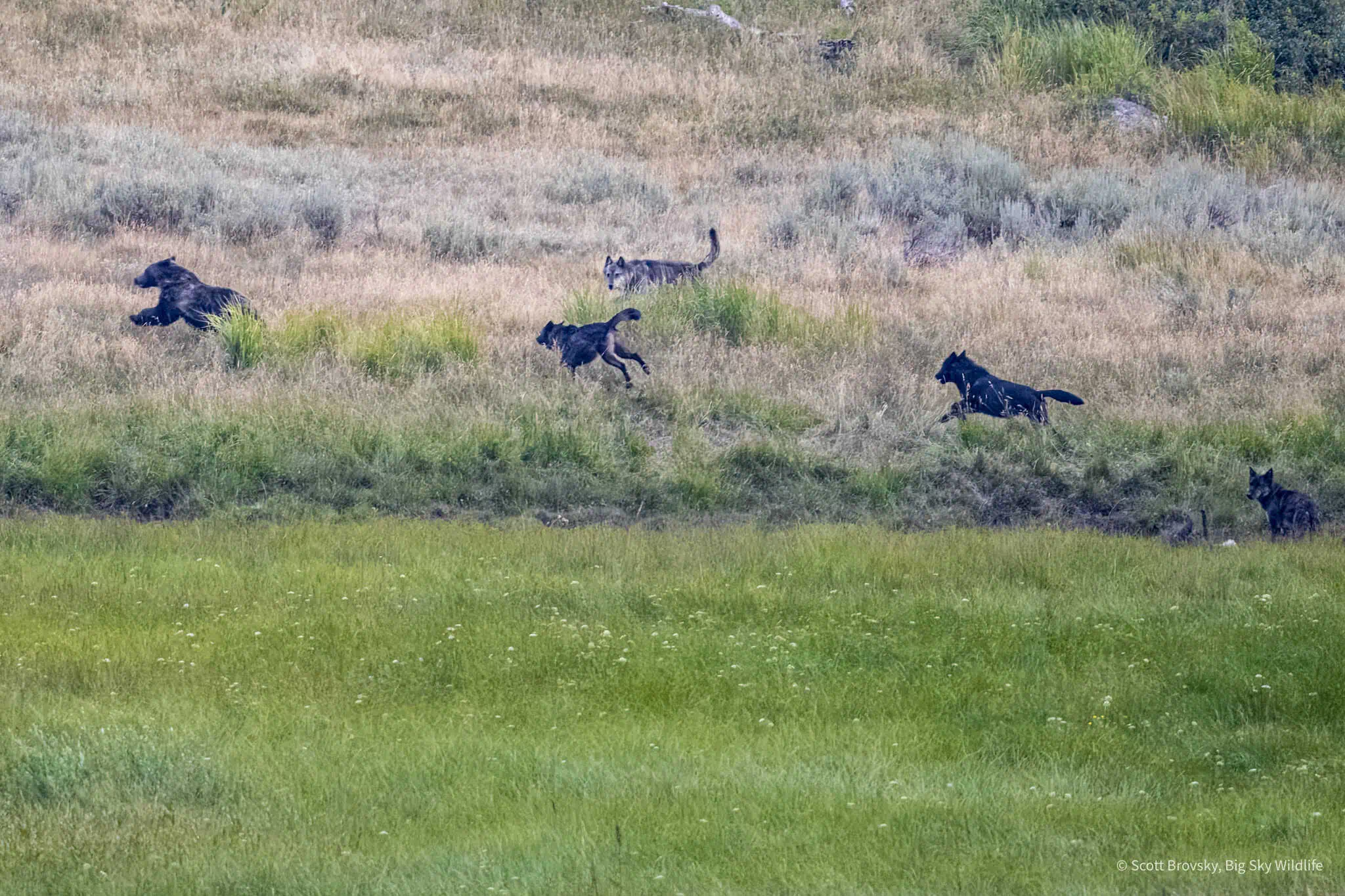 Part of the Junction Butte pack including the Alpha male (the wolf with his tail up) chase a Grizzly away from a Bull Bison carcass at dusk in Yellowstone. Photographed July 30th 2024.