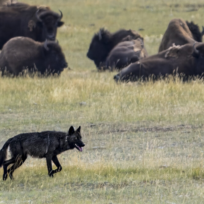 Just Passing Through The yearling wolf 1479F makes her way through a herd of bison on the way back to the den where the Junction Butte pack pups are waiting. She helps her mom 907F (the Alpha female) care for all 5 of the pups. Photographed August 25th 2024.