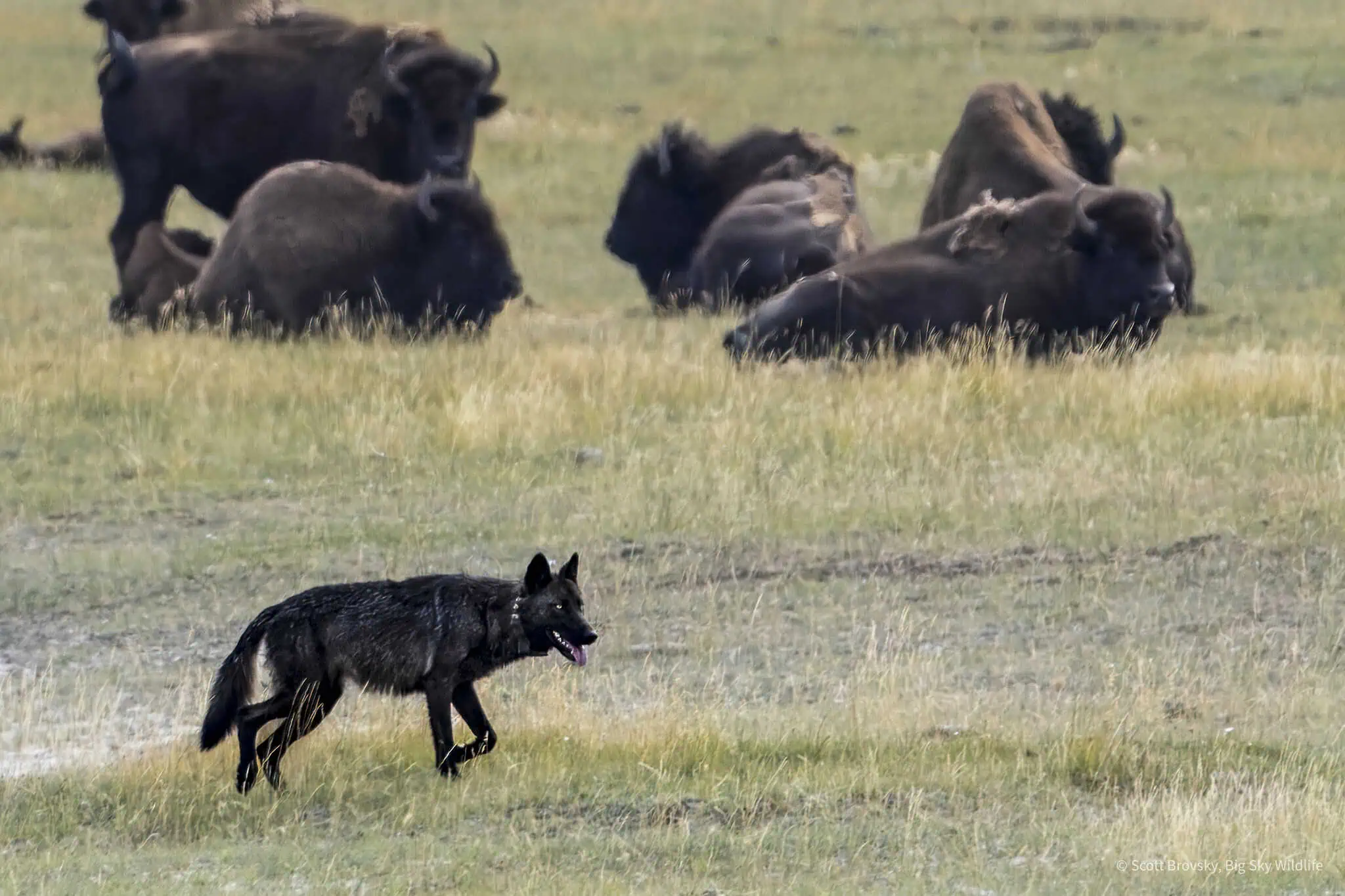 Just Passing Through The yearling wolf 1479F makes her way through a herd of bison on the way back to the den where the Junction Butte pack pups are waiting. She helps her mom 907F (the Alpha female) care for all 5 of the pups. Photographed August 25th 2024.