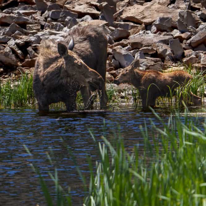 Moose mom and calf feed in Floating Island Lake.