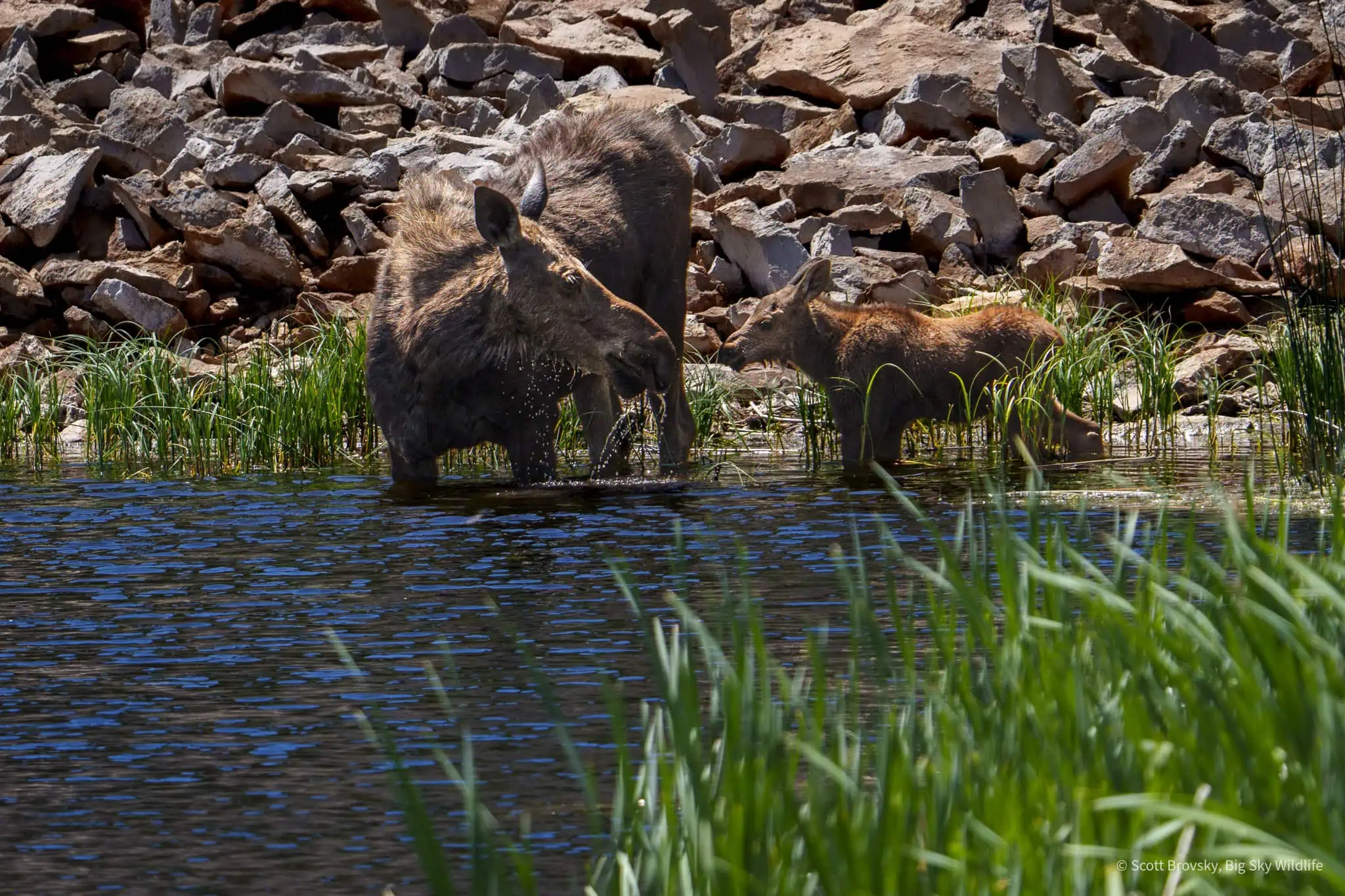 Moose mom and calf feed in Floating Island Lake.