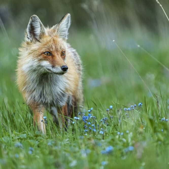 Red Fox in Summer Flowers This Red Fox was hunting for rodents in Northwestern Yellowstone on a beautiful June day. Photographed June 22nd 2024.