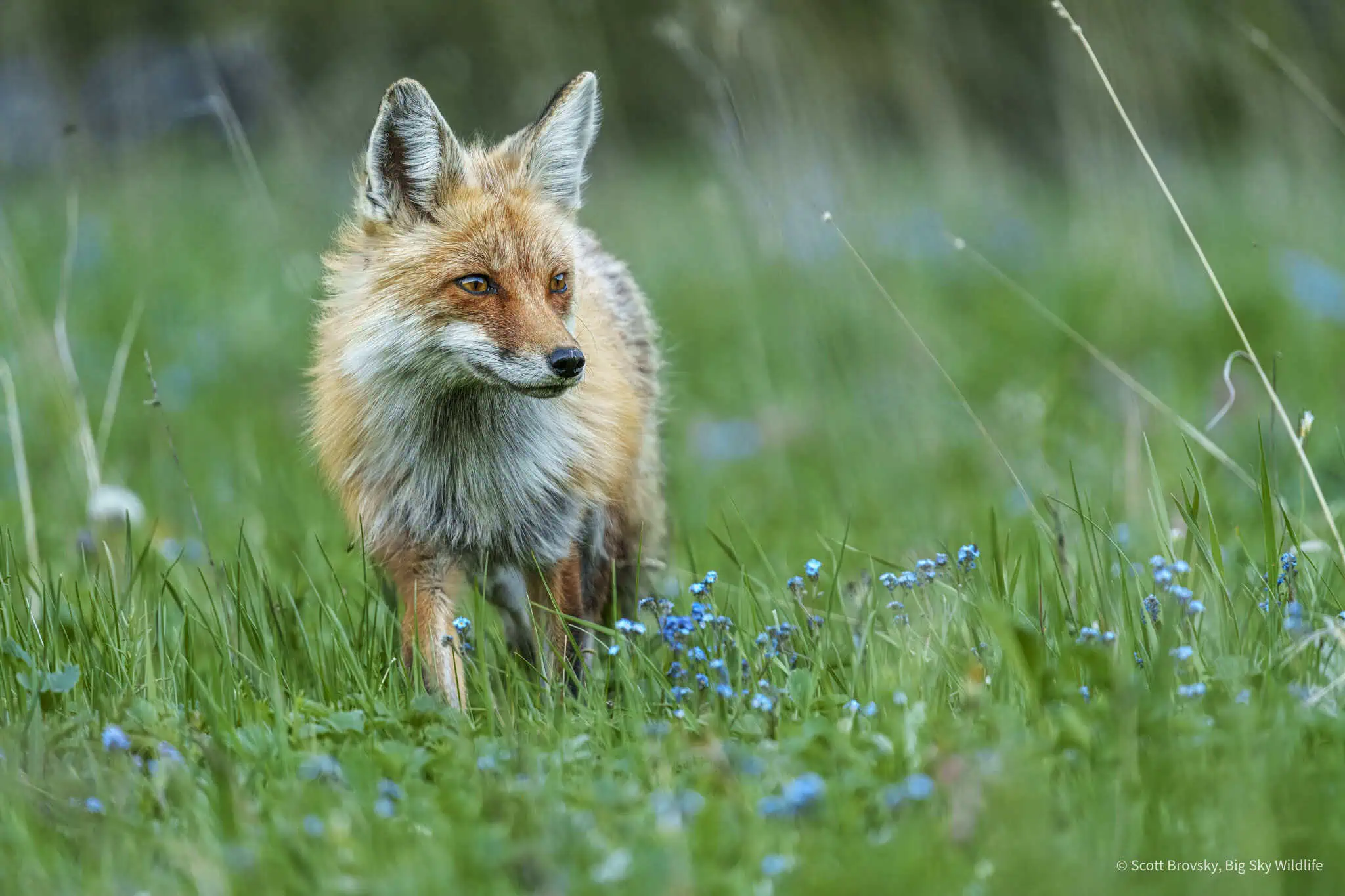 Red Fox in Summer Flowers This Red Fox was hunting for rodents in Northwestern Yellowstone on a beautiful June day. Photographed June 22nd 2024.