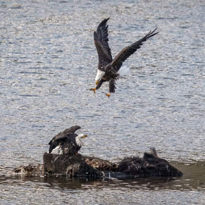 Coming in Hot A Bald Eagle dives in for a bison carcass take over from another eagle in Yellowstone. The Bull Bison had died from injuries sustained fighting another bull in the rut. A bald eagle can have a wingspan of 5 to 7 feet with the females being the larger birds. Photographed September 13th 2024.