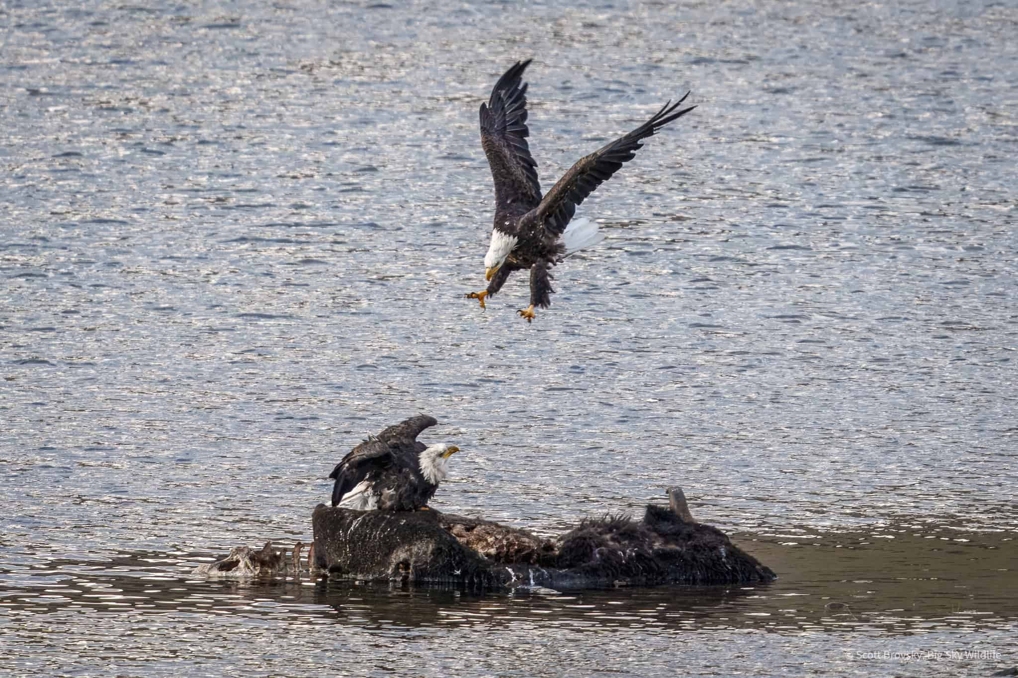Coming in Hot A Bald Eagle dives in for a bison carcass take over from another eagle in Yellowstone. The Bull Bison had died from injuries sustained fighting another bull in the rut. A bald eagle can have a wingspan of 5 to 7 feet with the females being the larger birds. Photographed September 13th 2024.