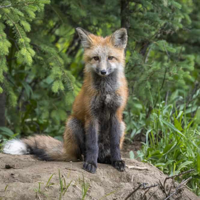 Melanistic Fox Kit in Yellowstone For Fox Friday, we have a Yellowstone Fox Kit showing some black fur coloring known as melanism. Melanism is a rare genetic mutation that results in an increased amount of dark pigmentation, making his/her fur appear black or significantly darker than the typical red and white of the species. Photographed July 7th, 2024.