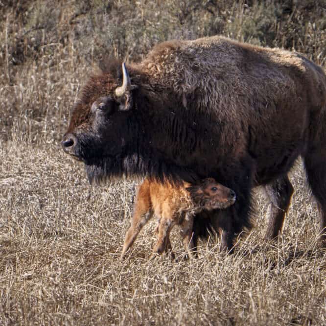 Leaning on mom A just born Red Dog (Baby Bison) leans on his mom as he learns to walk. Photographed April 20th, 2024 in Yellowstone.