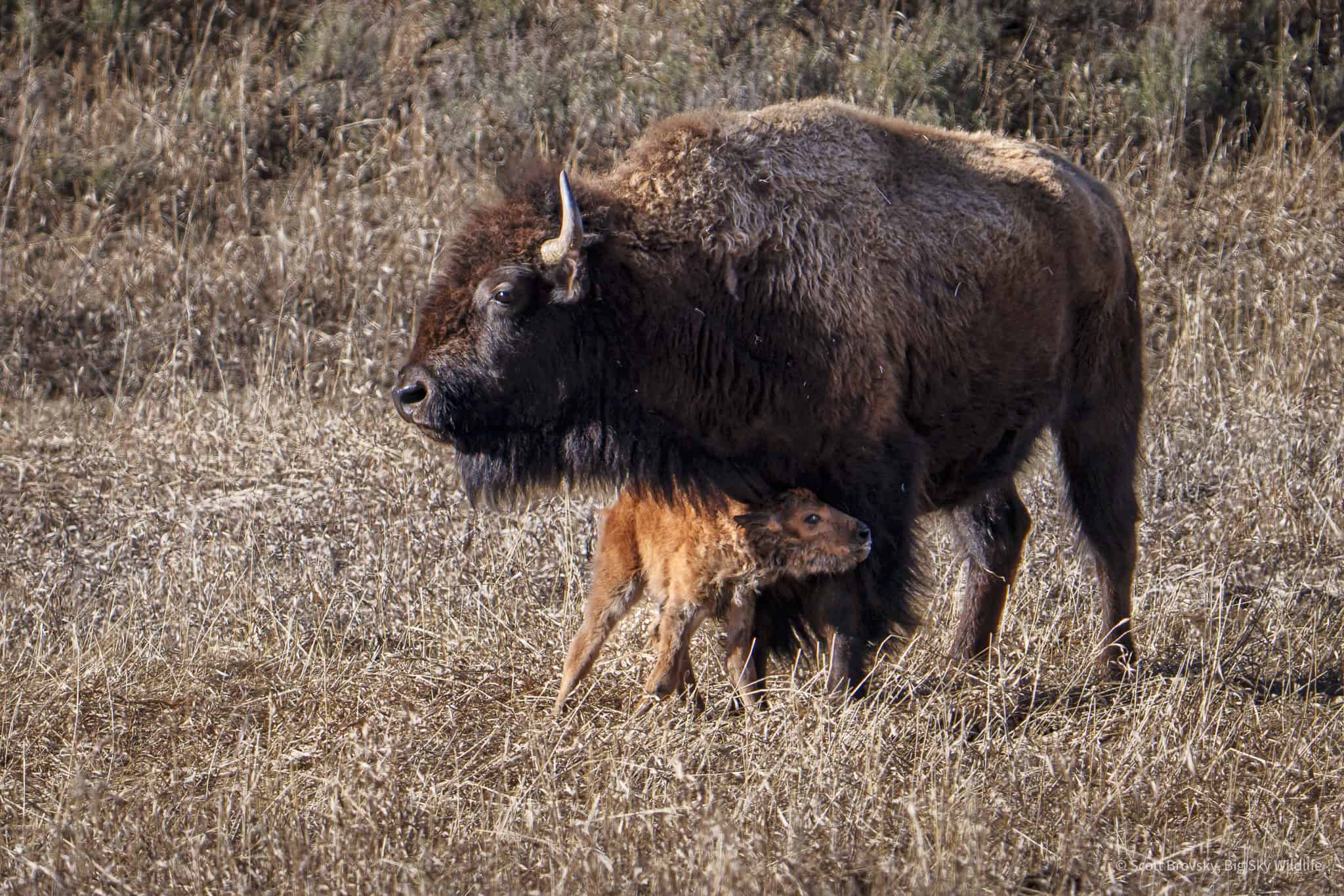 Leaning on mom A just born Red Dog (Baby Bison) leans on his mom as he learns to walk. Photographed April 20th, 2024 in Yellowstone.