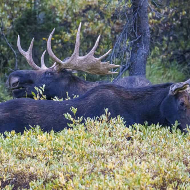 Love is in the air. A bull moose and cow are getting close during the rut in the Beartooth Mountains, Montana. Photographed September 8th, 2024.