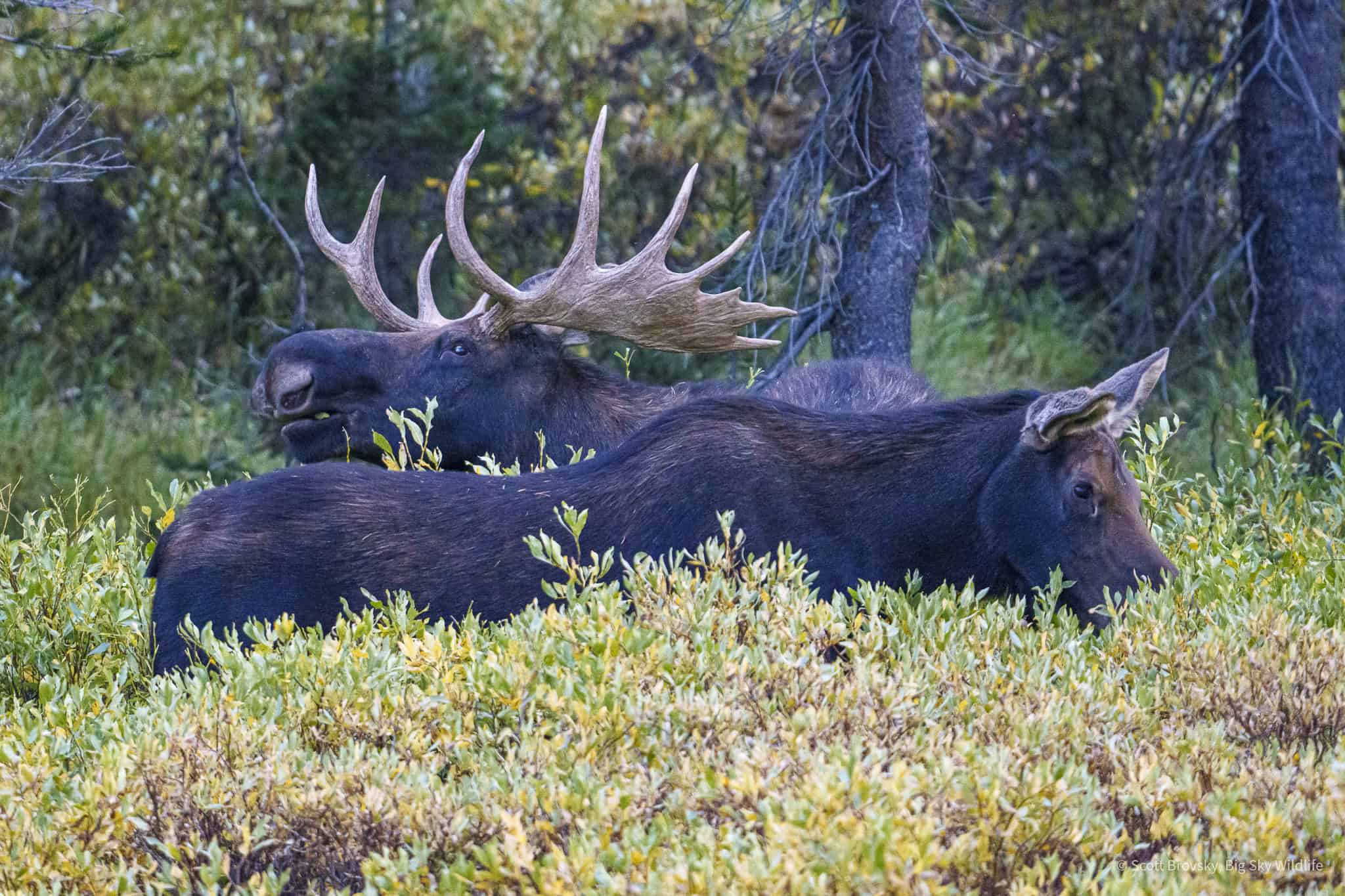 Love is in the air. A bull moose and cow are getting close during the rut in the Beartooth Mountains, Montana. Photographed September 8th, 2024.