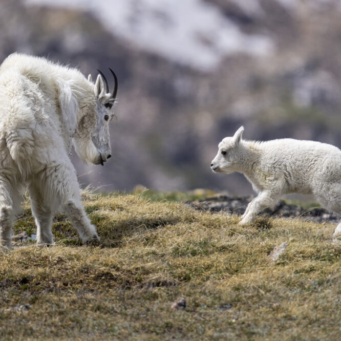 Mountain Goat and kid up in the Beartooth Mountains. They were part of a herd of 33 adults and kids that I watched that day in June.