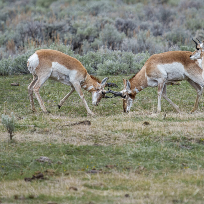 Pronhorns lock horns in Lamar Valley while a youngster looks on. American pronghorns have horns, not antlers. Their horns are unique because they have a bony core covered by a sheath made of keratin (the same material as fingernails). Unlike antlers, which are shed annually by animals like elk, pronghorns shed the outer keratin sheath of their horns each year but retain the bony core. This makes pronghorn horns distinct from the permanent horns of other horned animals, such as mountain goats, and different from antlers, which are fully shed and regrown annually.