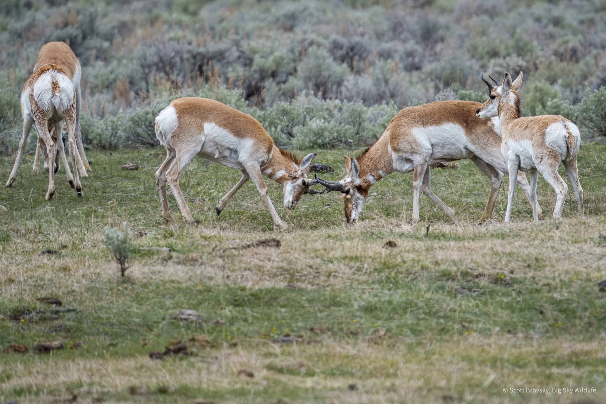 Pronhorns lock horns in Lamar Valley while a youngster looks on. American pronghorns have horns, not antlers. Their horns are unique because they have a bony core covered by a sheath made of keratin (the same material as fingernails). Unlike antlers, which are shed annually by animals like elk, pronghorns shed the outer keratin sheath of their horns each year but retain the bony core. This makes pronghorn horns distinct from the permanent horns of other horned animals, such as mountain goats, and different from antlers, which are fully shed and regrown annually.