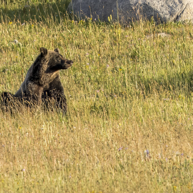 A young grizzly looks into the setting sun in the Beartooth Mountains. It is always a thrill to see a grizzly outside of Yellowstone and Grand Teton in the GYE (Greater Yellowstone Ecosystem). Photographed August 11th 2024.