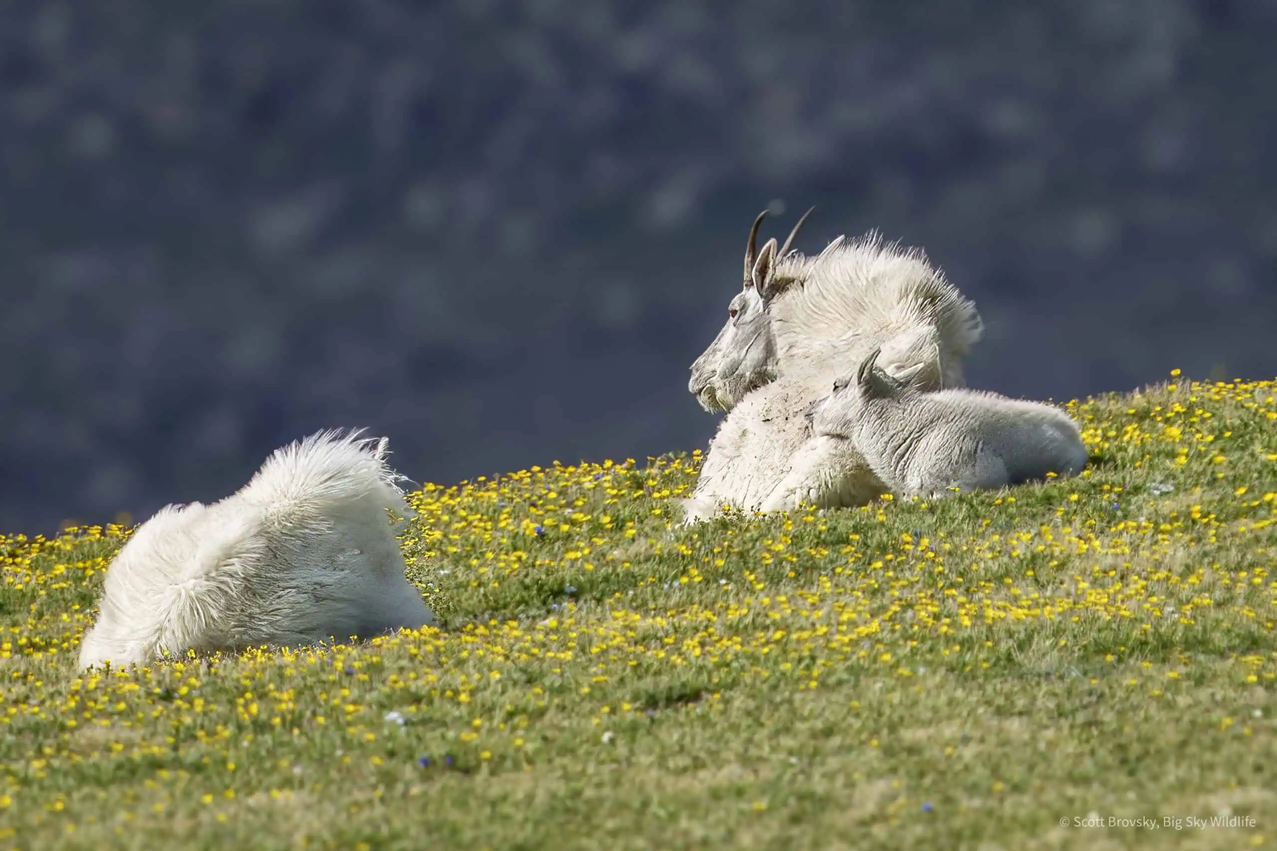 A Mountain Goat Kid rests on mom I waited a couple of hours for this mountain goat herd to stop grazing and lie down to rest in the afternoon light of the Beartooth Mountains.