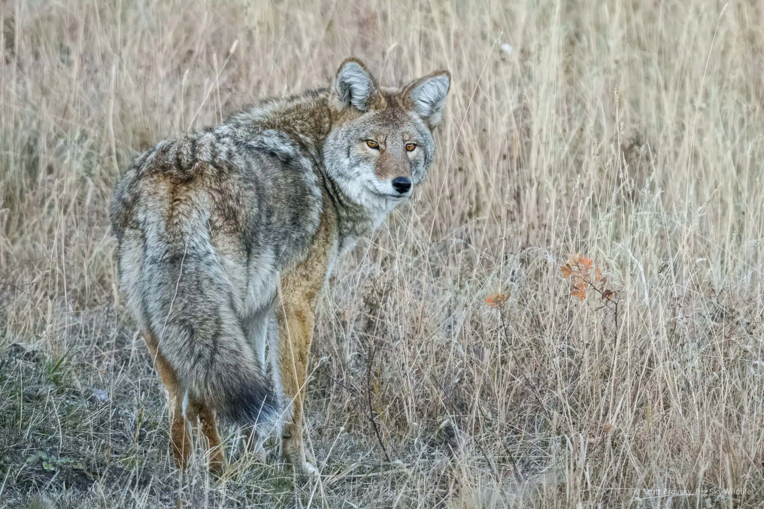The stunning eyes of a Yellowstone coyote after sunset. He was trotting along on a hunt for rodents and looked back at me over his shoulder. This was a solo encounter.