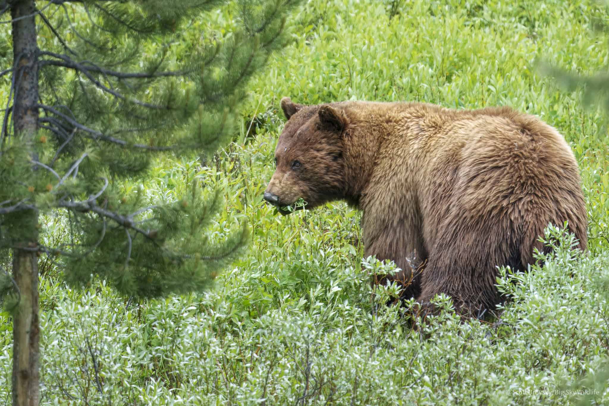 A large cinnamon black bear grazes on some greenery. This Yellowstone boar is so large that I lost the augment with tourists as I tried to explain that he is a black bear and not a grizzly.