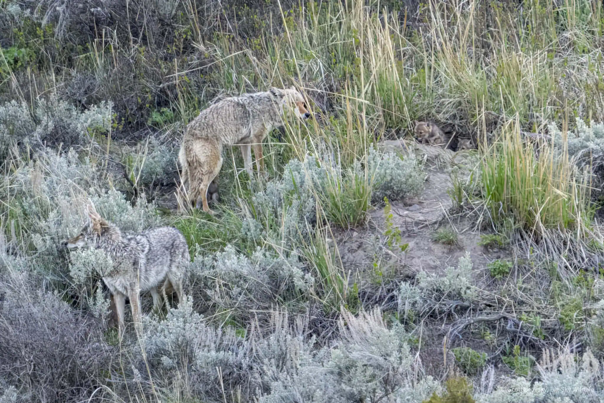 Two coyote parents keep watch over their little pups at the den in Yellowstone. Coyotes are amazing and attentive parents. Photographed May 17, 2024.