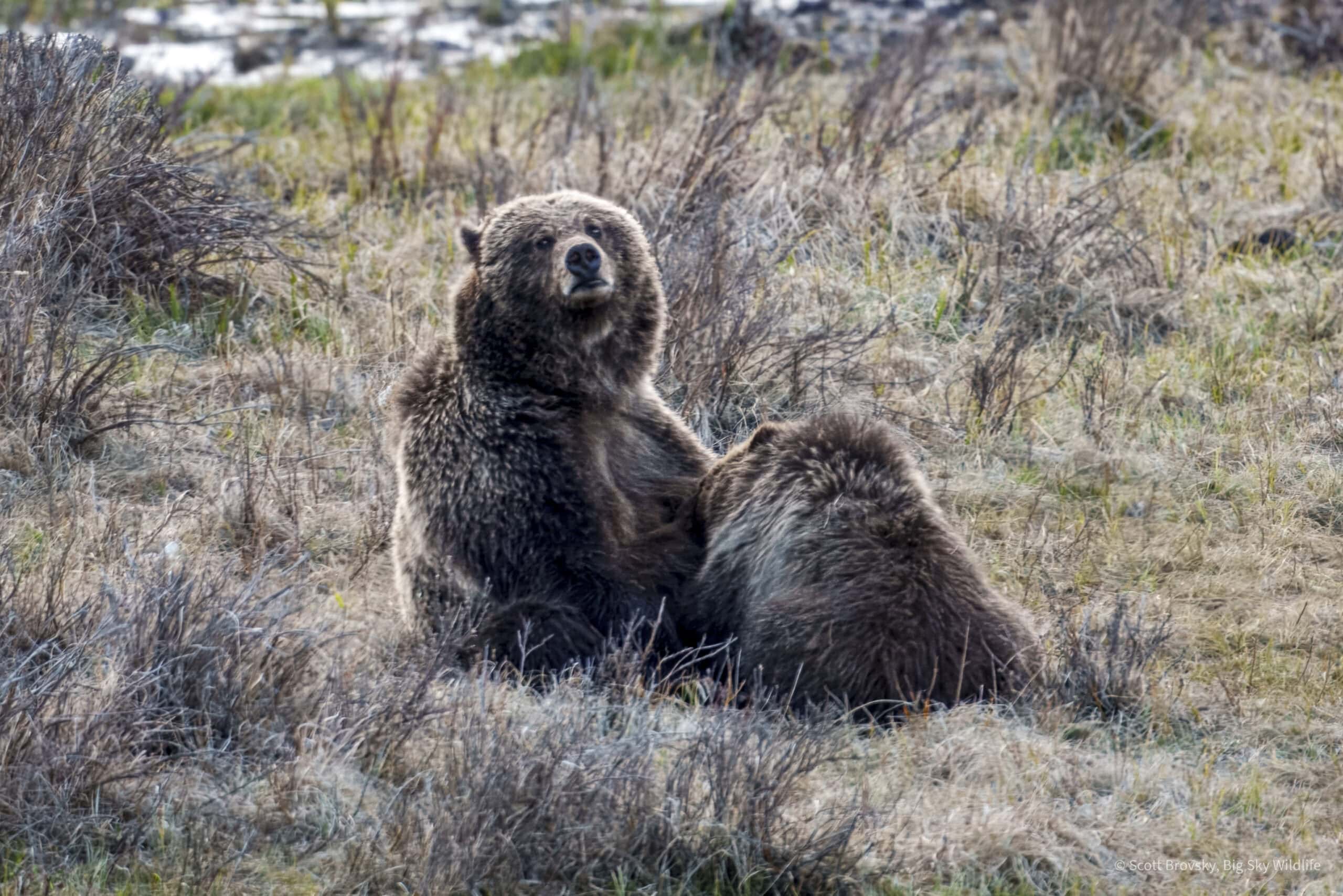A Grizzly mom nurses her one-year-old cub in Yellowstone, providing essential nutrients and strengthening their bond. Grizzly mothers typically nurse their cubs for up to two and a half years. Grizzly cubs remain highly dependent on their mothers during this period, learning to forage, recognize threats, and develop the skills necessary for independence.