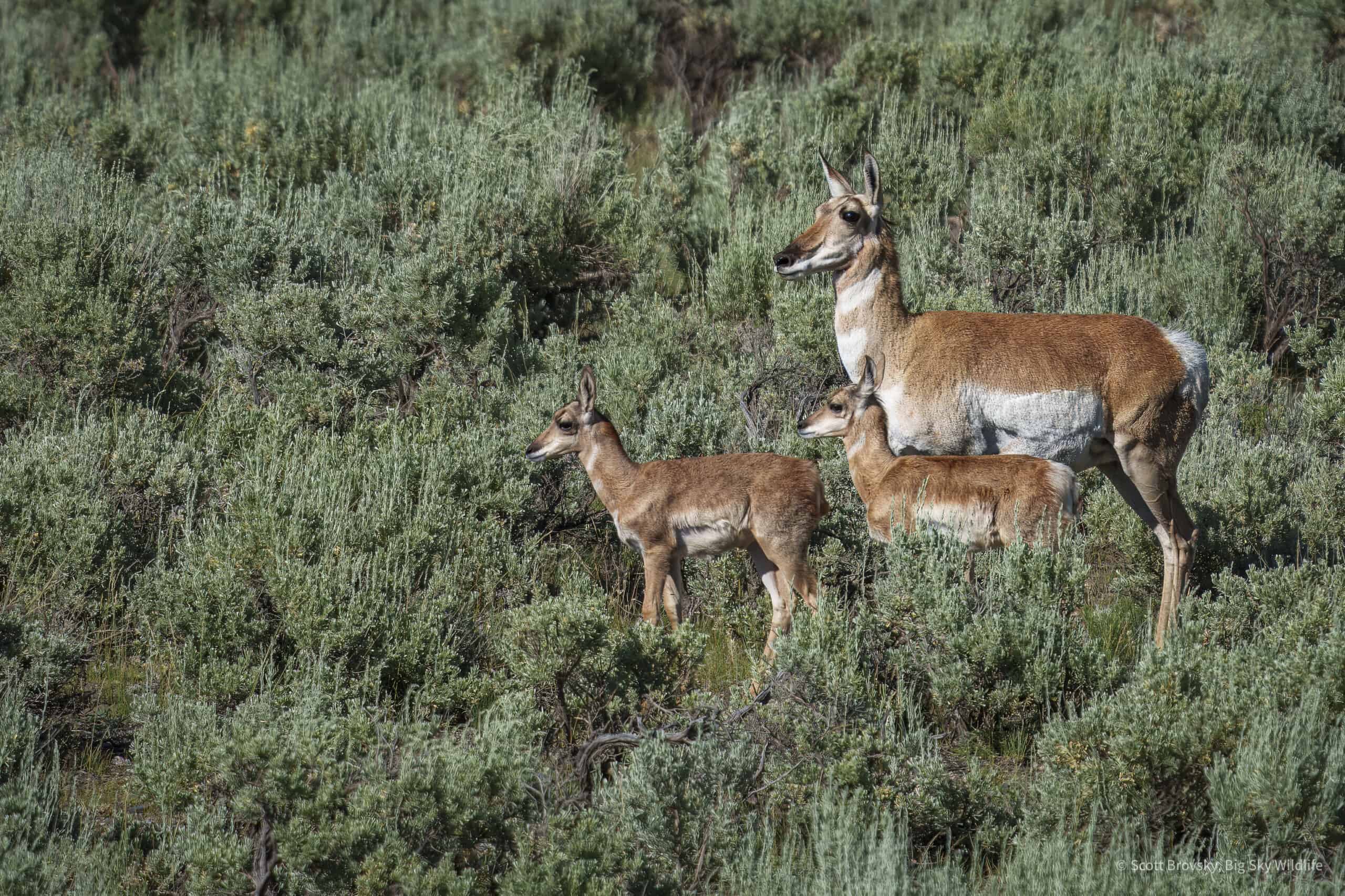 A pronghorn mom teaches her twin fawns what to watch out for in the American Serengeti aka Yellowstone.