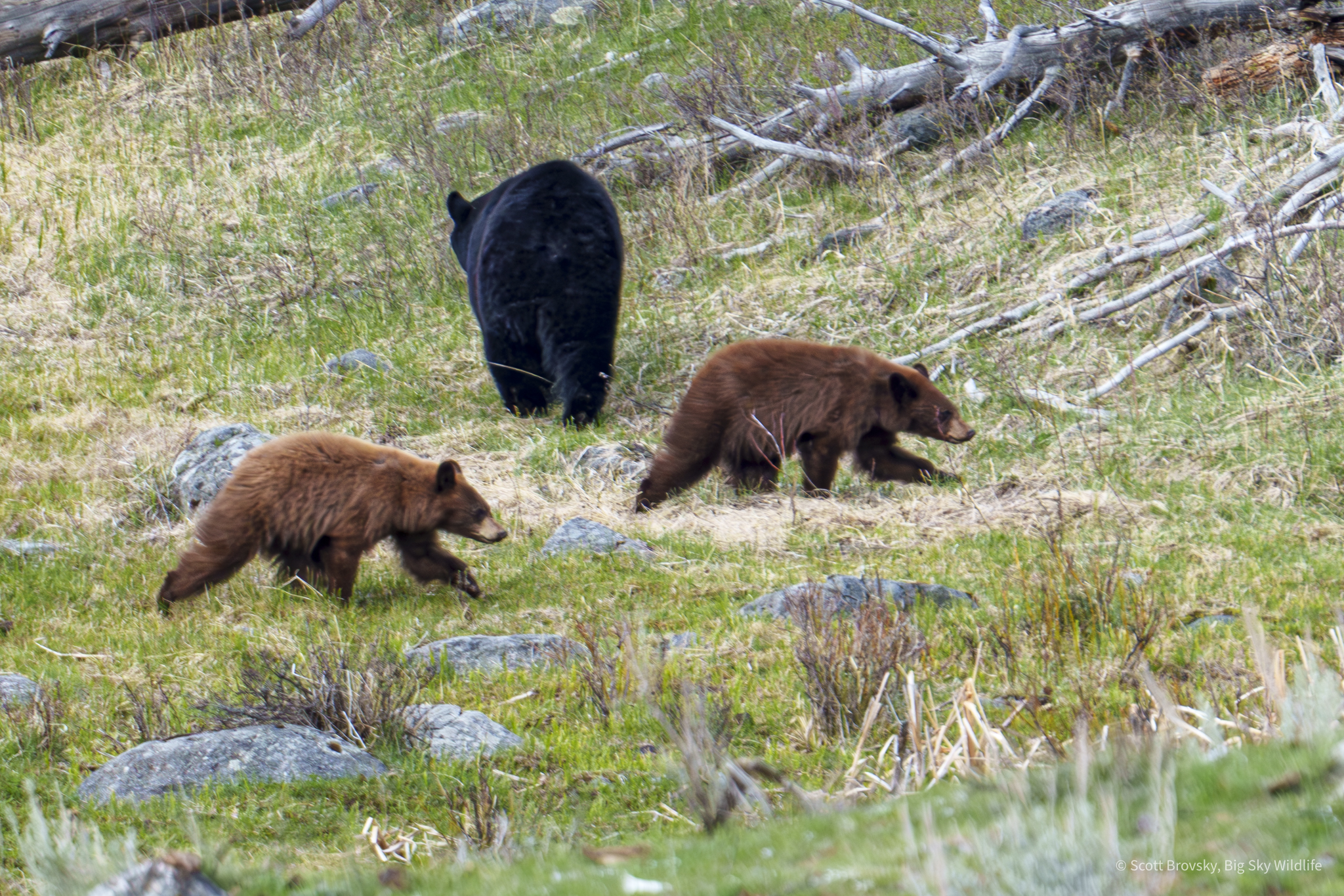 I’m happy to report that these two cinnamon black bear cuties are still with us here in the Yellowstone region at a year and a few months old (second photo). Their mom didn’t want her picture taken 😂