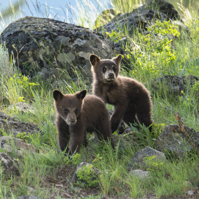 I’m happy to report that these two cinnamon black bear cuties are still with us here in the Yellowstone region at a year and a few months old (second photo). Their mom didn’t want her picture taken 😂