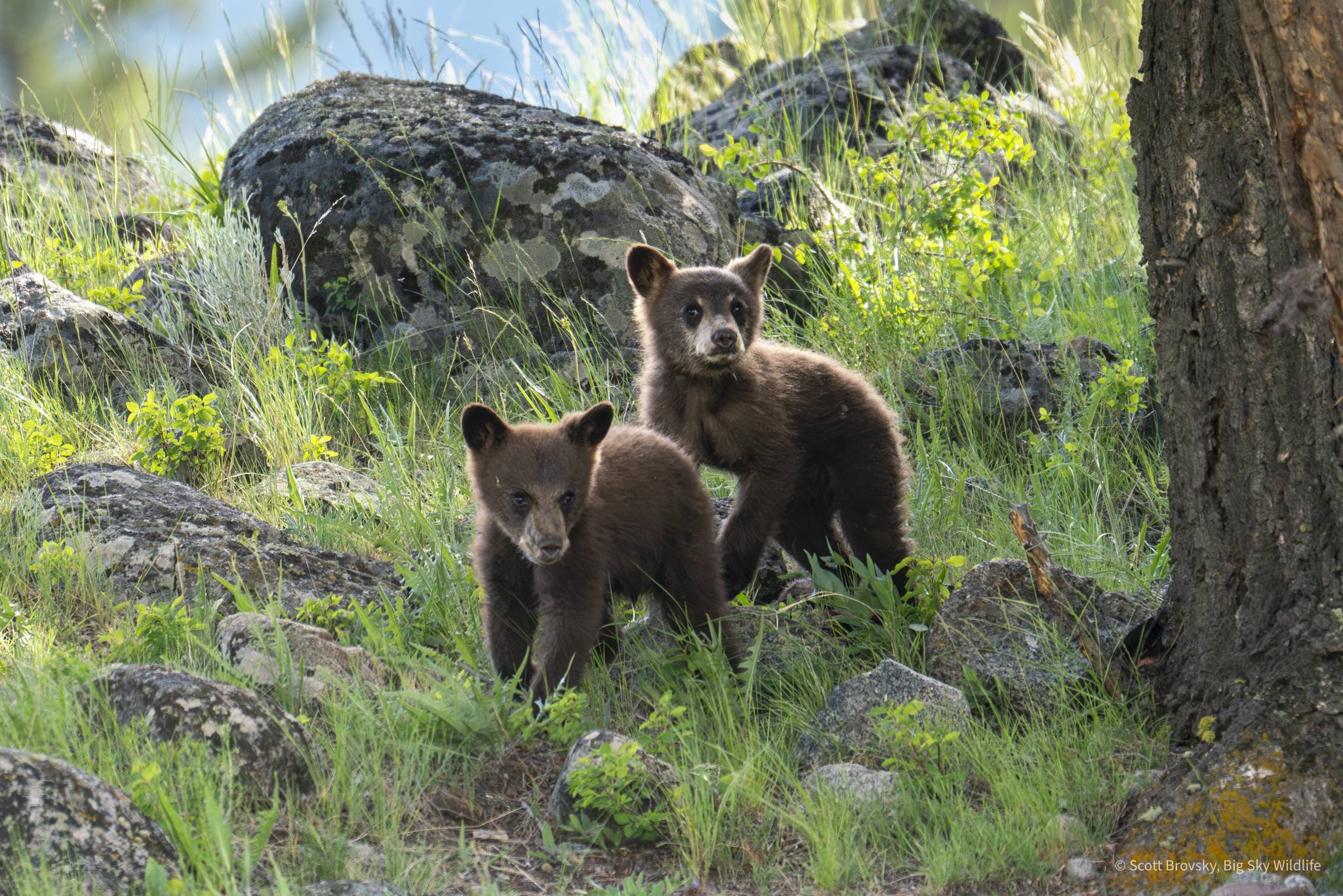 I’m happy to report that these two cinnamon black bear cuties are still with us here in the Yellowstone region at a year and a few months old (second photo). Their mom didn’t want her picture taken 😂