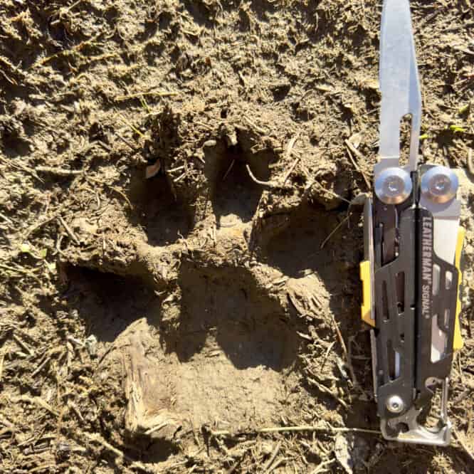 Wolf Track in the Montana Wilderness It is always a moment of excitement and joy when I come across an unexpected wolf track alone in the backcountry far from Yellowstone. The length of the track is 5.5 inches. I hope that this wolf survives the Montana wolf hunting season.