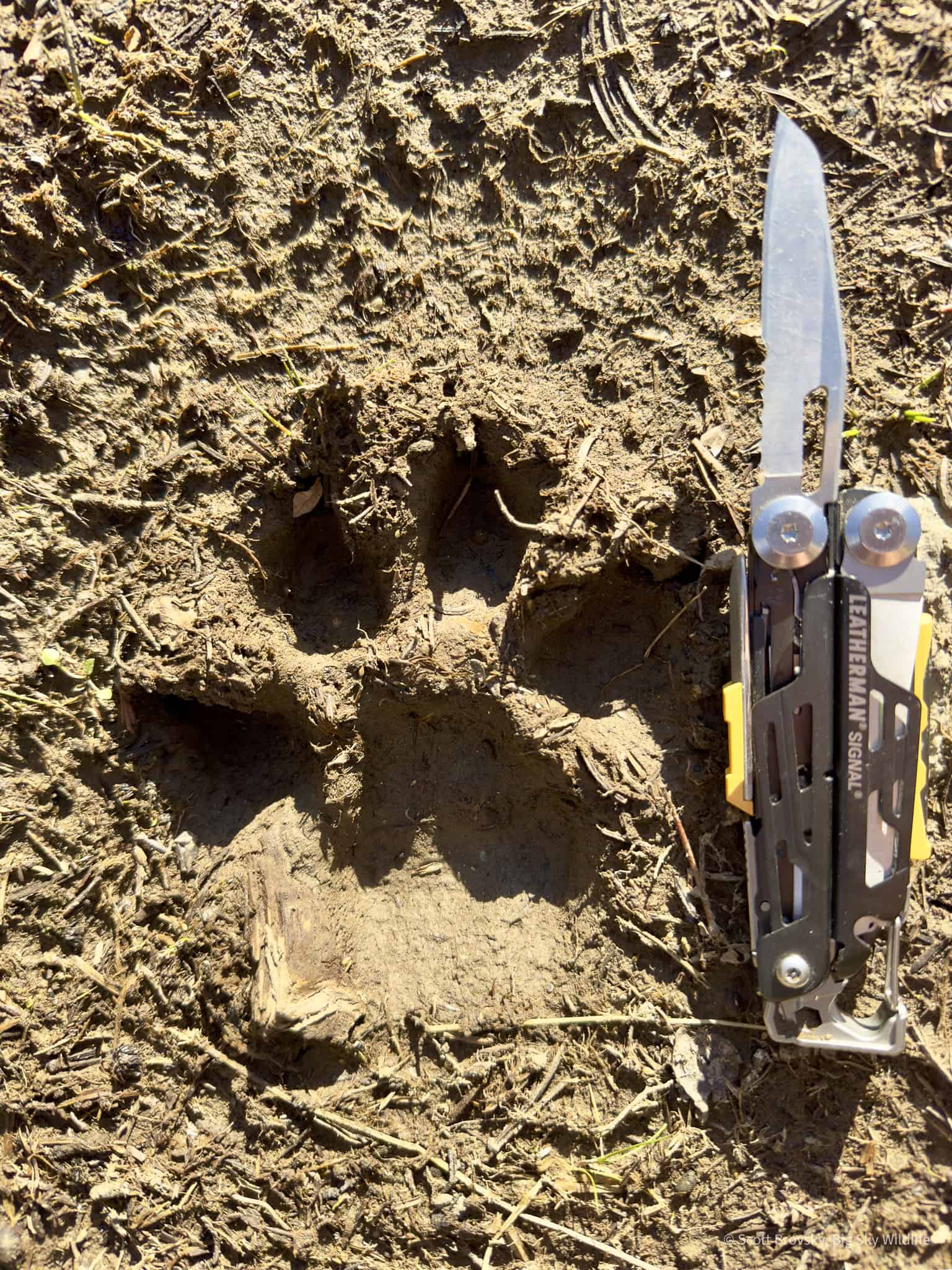 Wolf Track in the Montana Wilderness It is always a moment of excitement and joy when I come across an unexpected wolf track alone in the backcountry far from Yellowstone. The length of the track is 5.5 inches. I hope that this wolf survives the Montana wolf hunting season.