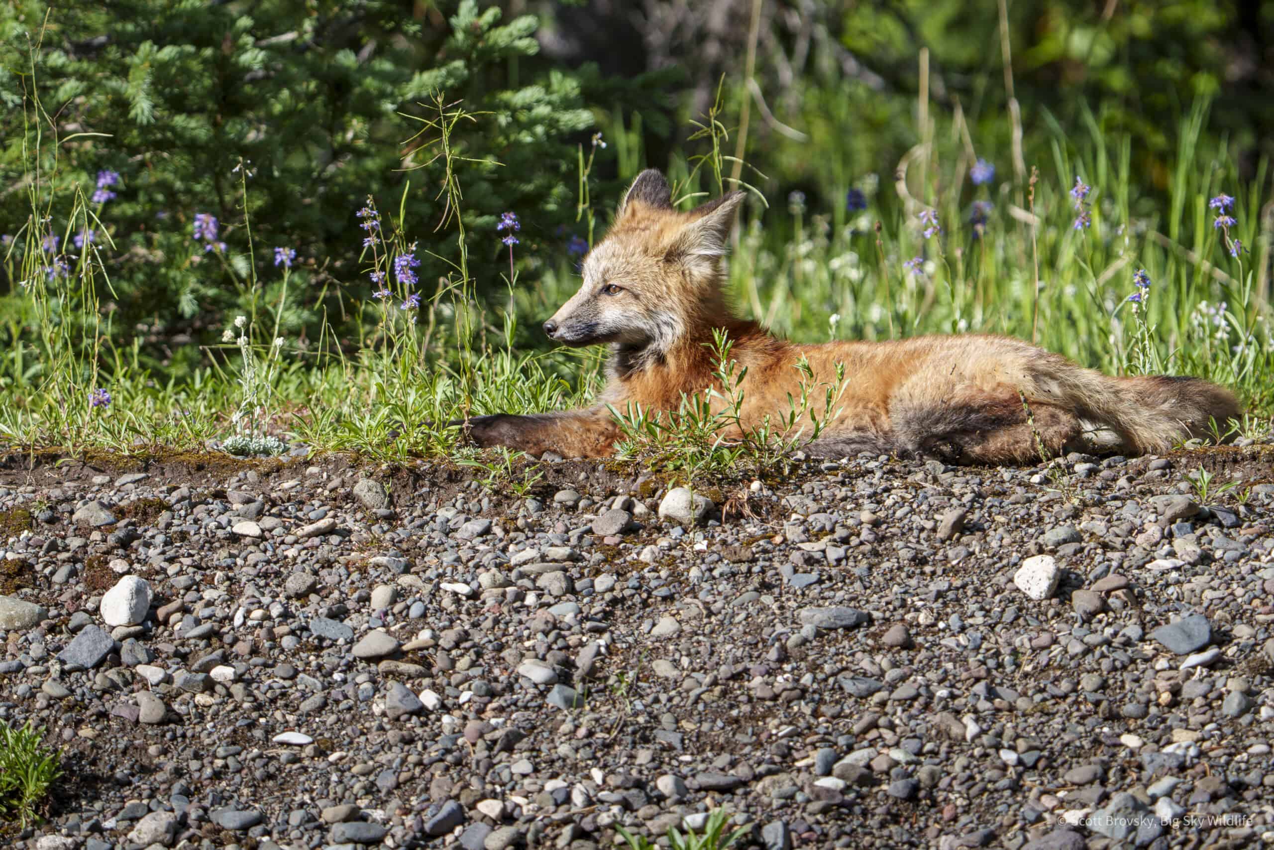 Happy Fox Friday. A Red Fox kit stretches out in the afternoon sun in Yellowstone. Photographed the summer.