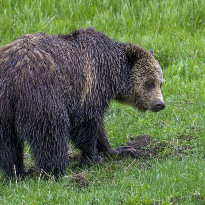 Look at those claws! The female grizzly known as Jam was digging in the June rain this year in Yellowstone.
