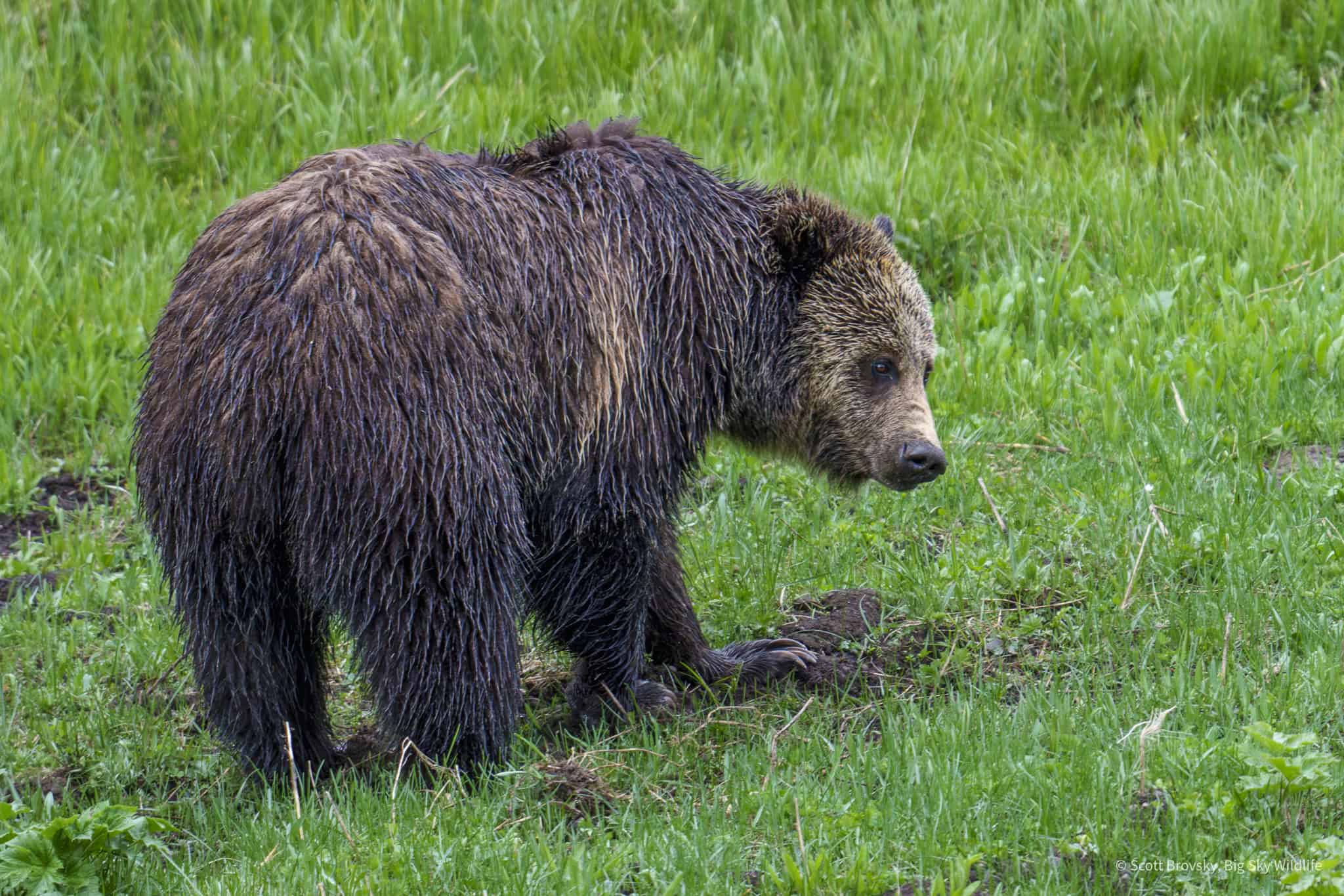 Look at those claws! The female grizzly known as Jam was digging in the June rain this year in Yellowstone.