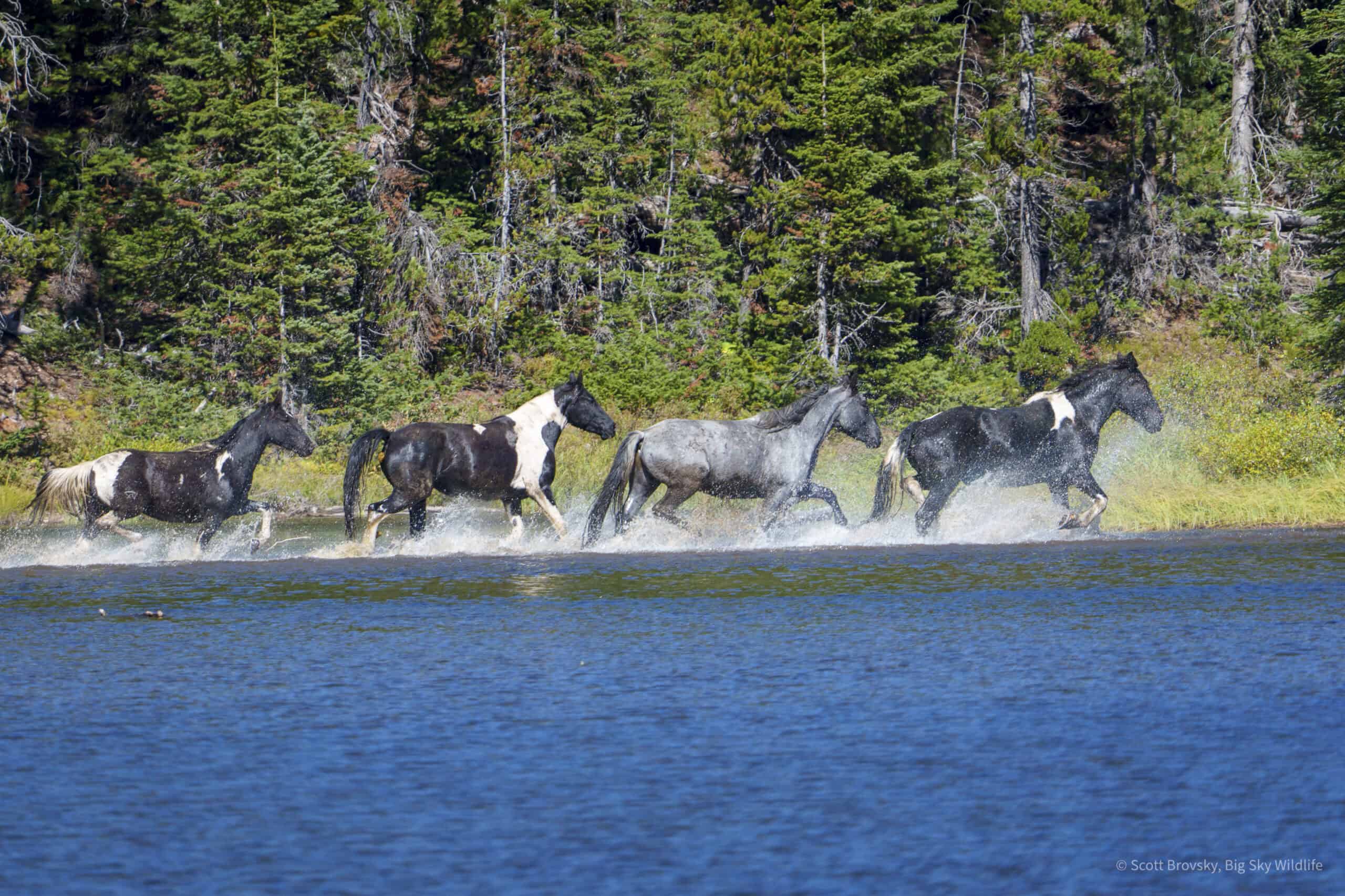 A bull moose runs from a herd of ranch horses and mules that came crashing out of the forest in the Beartooth Mountains.