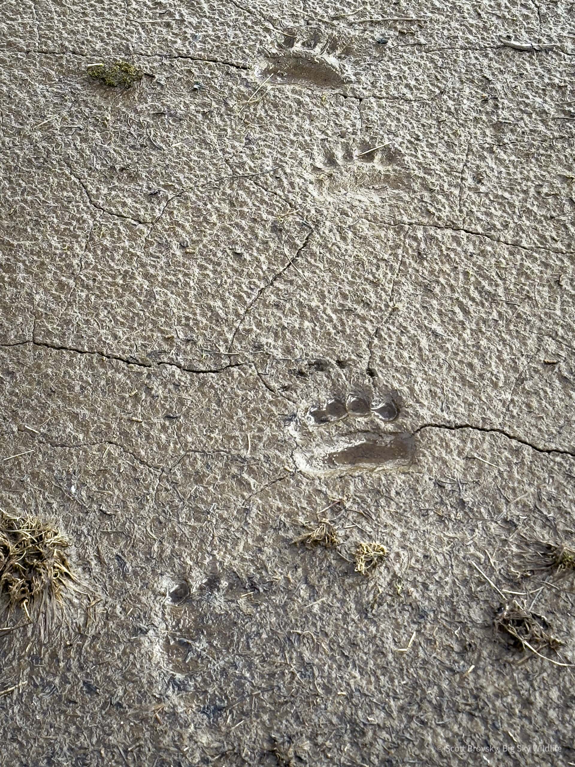 Tracks of a young grizzly bear in the Beartooth Mountains. Do you see the claw marks above the print close to the center of the photo (zoom in). I’m always excited to see grizzly signs outside of the National Parks.