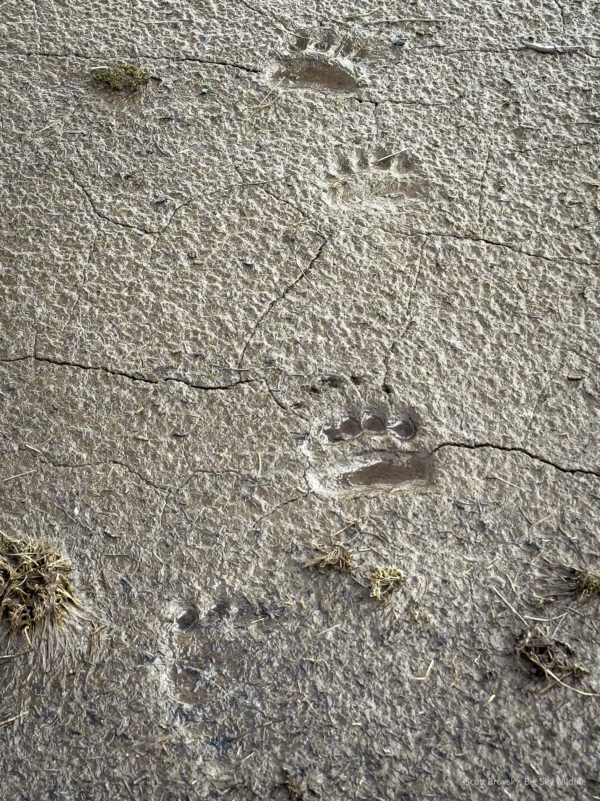 Tracks of a young grizzly bear in the Beartooth Mountains. Do you see the claw marks above the print close to the center of the photo (zoom in). I’m always excited to see grizzly signs outside of the National Parks.
