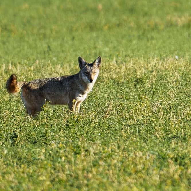 A coyote in the Cibola National Wildlife Refuge